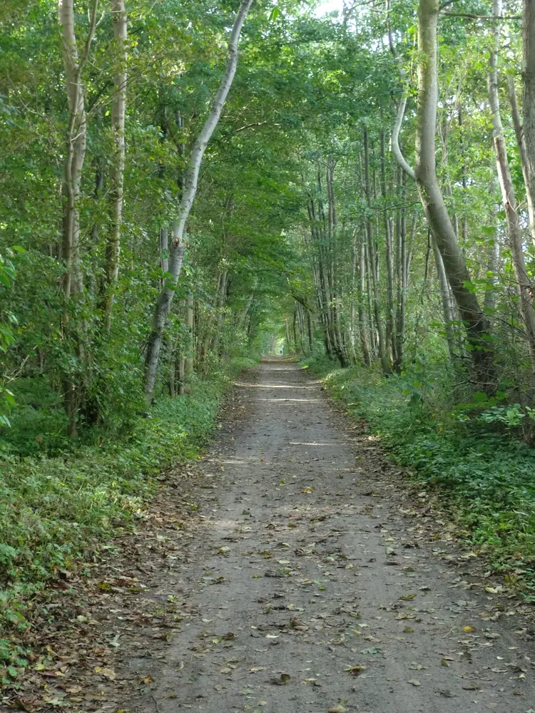 Foto von einem Waldweg, der zwischen Bäumen, v.a. Birken, hindurch führt