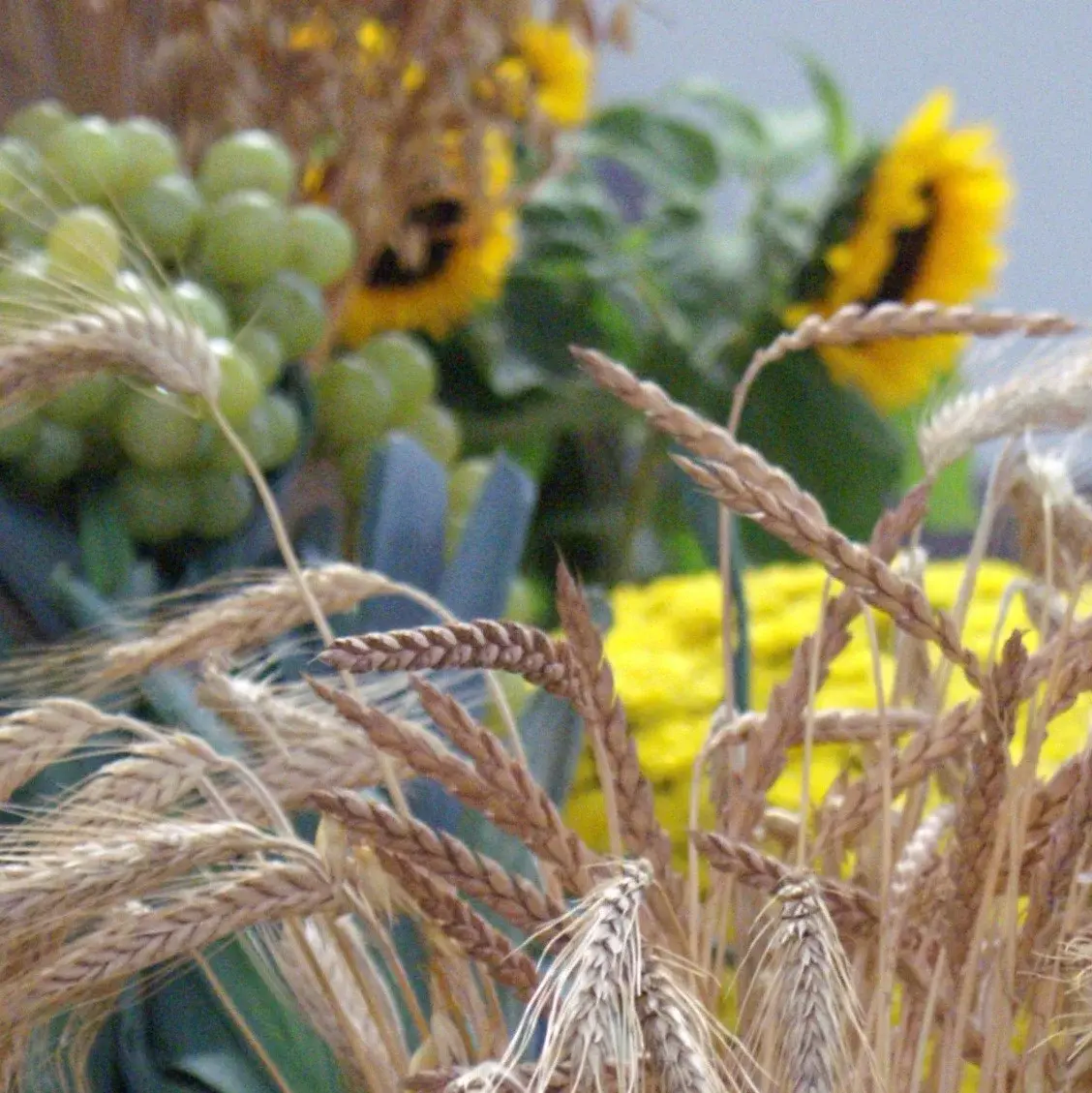 Ein Bund Getreideähren im Mittelpunkt, daneben bzw. dahinter verschiedene Gemüsesorten, Weintrauben, Sonnenblumen und ein Strauß gelber Blumen
