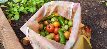 geöffnete Tüte mit bunten Tomaten und Zucchini im Hochbeet