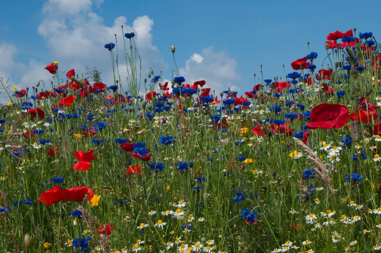 bunte Blumenwiese mit Mohn, Kornblumen und Margeriten sowie grünes Gras vor blauem Sommer-Himmel