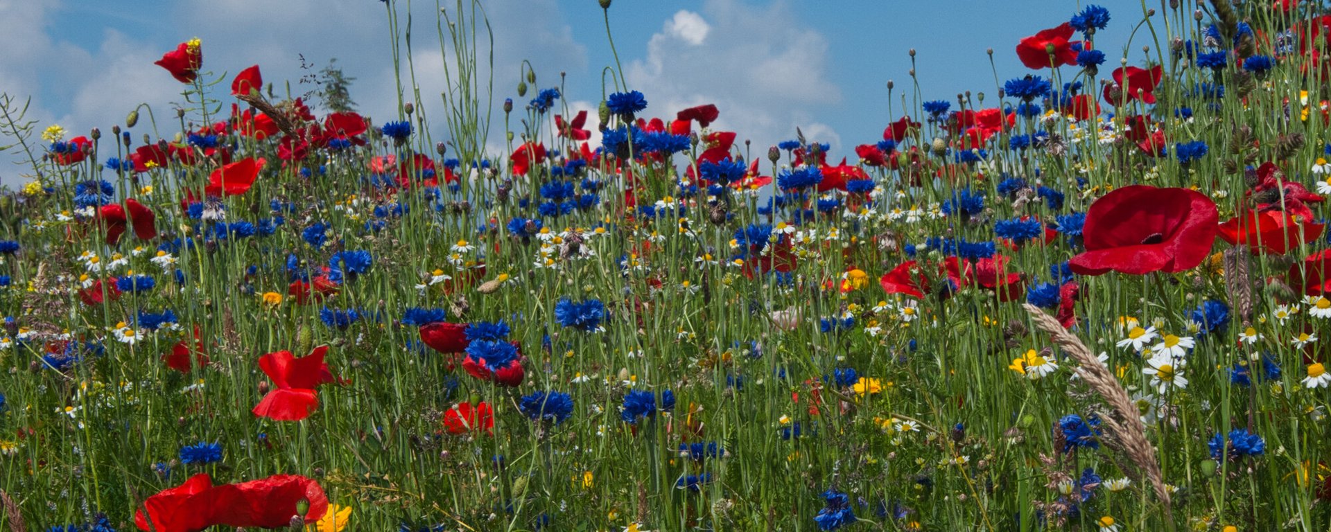 bunte Blumenwiese mit Mohn, Kornblumen und Margeriten sowie grünes Gras vor blauem Sommer-Himmel